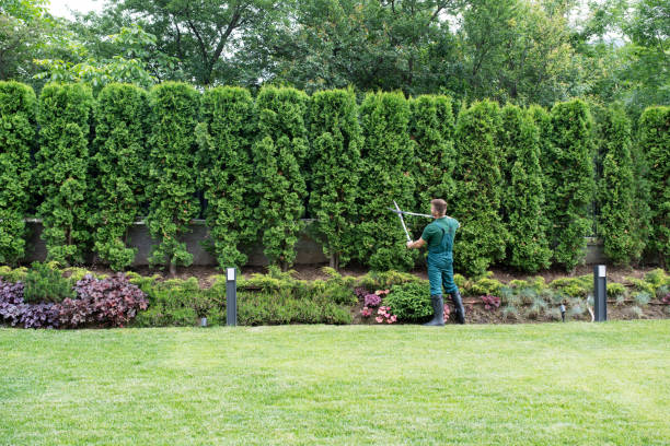 Best Lawn Disease Treatment  in Newark, CA